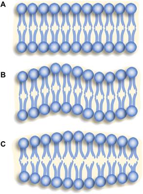 Applications of neutron spin echo in soft matter